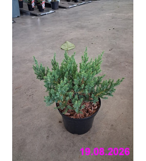 Juniperus chin. 'San Jose' C 2 L